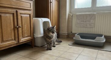 Votre chat, propre depuis toujours, refuse soudain sa litière : ce détail caché qui l’empêche d&rsquo;enjamber le bac