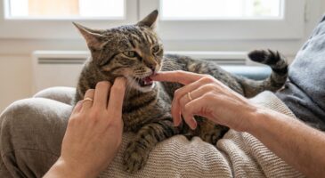Votre chat vous mord en plein câlin : ces 3 signaux d&rsquo;alerte que vous ignorez avant la surcharge de ses nerfs