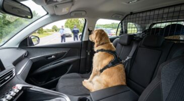 Votre chien en voiture : ces 3 équipements à installer avant les vacances pour éviter jusqu’à 375 € d’amende