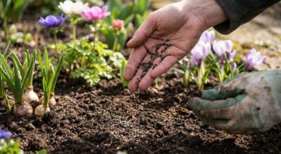 Action : ce sachet de graines à 0,39 € qui transforme vos massifs dès mars et que les jardiniers s&rsquo;arrachent
