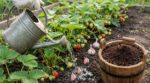 Arrêtez d’arroser vos fraisiers à l’eau claire : ce reste de petit-déjeuner change tout au printemps
