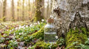 Attention à cette boisson détox naturelle : elle n&rsquo;est vraiment efficace que 3 semaines par an seulement