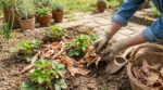 Au jardin, ne jetez plus ce déchet de massifs : il fait mûrir vos fraises jusqu&rsquo;à 5 jours plus tôt
