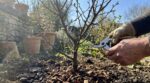 Azérolier planté en mars : ce geste de taille radical juste après la plantation change tout pour vos récoltes