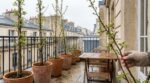Balcon ou terrasse : plantez ce fruitier ultra-compact avant fin mars et transformez 1 m² en mini-verger