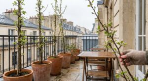 Balcon ou terrasse : plantez ce fruitier ultra-compact avant fin mars et transformez 1 m² en mini-verger