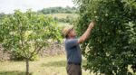 Beaucoup de branches, presque aucun fruit : ce geste discret sur pommiers, poiriers et figuiers change tout cet été