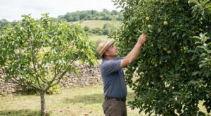 Beaucoup de branches, presque aucun fruit : ce geste discret sur pommiers, poiriers et figuiers change tout cet été