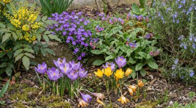 Ce combo de 5 plantes et ce geste avec vos fleurs fanées remplit votre jardin d’abeilles au printemps