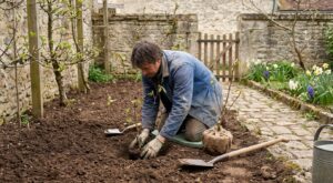 Ce fruitier méconnu au goût mangue-banane cartonne ce printemps, mais cette erreur de plantation le rend stérile