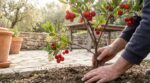 Ce petit arbre fruitier donne des kilos de fruits dès le premier été : ne passez pas à côté ce printemps