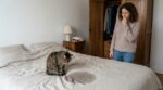 Ce pipi sur votre lit n&rsquo;est pas une vengeance : ce que votre chat tente désespérément de vous dire