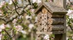 Ce refuge en bois près de vos fruitiers peut presque doubler la récolte, mais la plupart le mettent au mauvais endroit