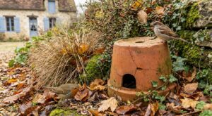 Ce vieux pot oublié au fond du jardin est tout ce qu’il manquait aux oiseaux pour s’installer chez vous cet hiver