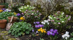 Ces trois plantes suppriment le grand vide d’hiver au jardin et gardent vos massifs fleuris toute l’année