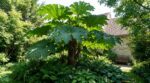 Cette plante tropicale géante a envahi mon jardin : pourquoi un seul pied suffit pour toute une vie