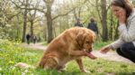 Chien qui se gratte au printemps : ce signe discret révèle une allergie bien plus grave qu’il n’y paraît