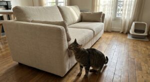 Dans la maison, ces petits changements que vous adorez bouleversent votre chat sans que vous vous en rendiez compte