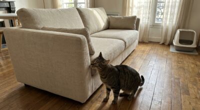 Dans la maison, ces petits changements que vous adorez bouleversent votre chat sans que vous vous en rendiez compte