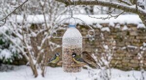 Dans votre armoire, cet accessoire de pressing se change en mangeoire pour les oiseaux du jardin, sans rien dépenser