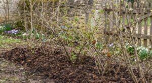 Début mars, ne ratez pas cette haie fruitière qui transforme un jardin sans oiseaux en refuge vivant tout l’été