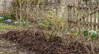 Début mars, ne ratez pas cette haie fruitière qui transforme un jardin sans oiseaux en refuge vivant tout l’été