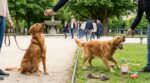Éducation du chien : cette vieille méthode que vous utilisez encore réduit son intelligence sans que vous le sachiez
