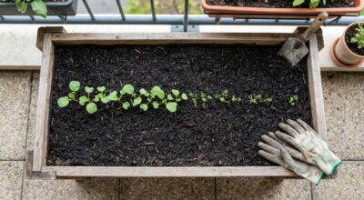 En mars, ne semez plus séparément : ces deux graines très connues font gagner une place folle au potager