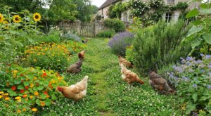 Enclos boueux : ce mélange de 7 plantes à semer en mars transforme votre basse-cour et réduit vos sacs de grain