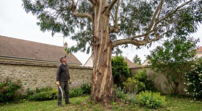 Eucalyptus trop grand : ne faites jamais cette erreur de taille qui le rend dangereux chez vous