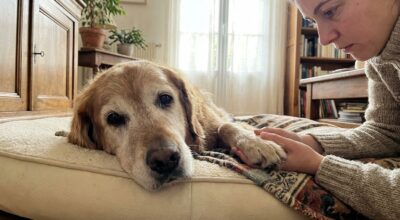 Euthanasie du chien : cette phrase que se répètent les maîtres… et qui les fait attendre le jour de trop