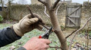 Figuier : c’est le moment de tailler, mais cette coupe de fin d’hiver peut ruiner vos figues sans prévenir
