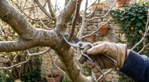Figuier étouffé, fruits minuscules : ce geste de taille à faire fin mars change toute la récolte