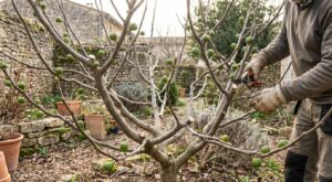 Figuiers sans figues : arrêtez d’accuser la variété, c’est cette taille simple qui change tout