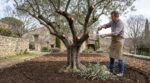 Fin d’hiver : cette erreur avec vos oliviers ruine la floraison, voici le bon geste à faire dès maintenant