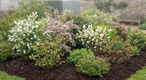 Fin mars, ces 5 arbustes rares à planter sans le moindre tracas transforment une pelouse en jardin de carte postale