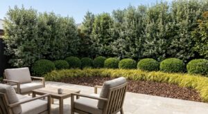 Fini les bambous assoiffés : cette haie méconnue en 3 étages cache vos voisins sans corvée d’arrosage cet été