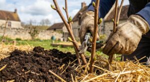 Framboises riquiqui : ce geste de fin mars que les maraîchers font tous en secret pour les rendre géantes