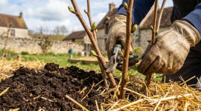 Framboises riquiqui : ce geste de fin mars que les maraîchers font tous en secret pour les rendre géantes