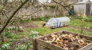 Frelon asiatique : cette bouteille près du compost à la mi-mars peut éviter un été infernal, si elle est bien utilisée