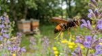 Frelon asiatique : si vous voyez cette grosse guêpe au jardin, ce détail annonce une catastrophe pour vos abeilles