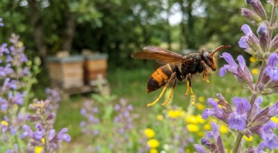 Frelon asiatique : si vous voyez cette grosse guêpe au jardin, ce détail annonce une catastrophe pour vos abeilles