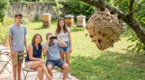Frelons asiatiques : cet été, vos jardins vont être pris d’assaut, ces gestes à faire dès mars peuvent tout changer