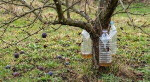 Frelons asiatiques : si cet arbre fruitier très courant pousse chez vous, votre jardin est déjà dans leur viseur