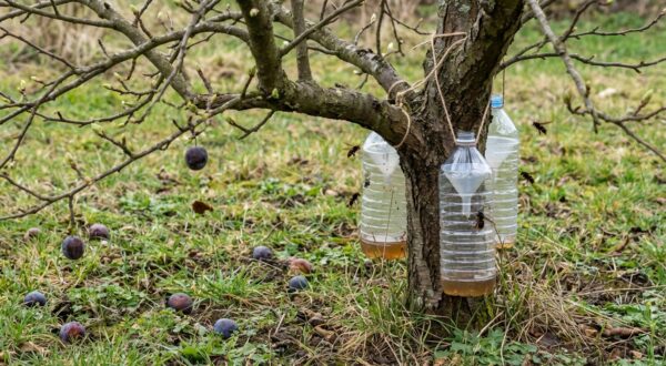 Frelons asiatiques : si cet arbre fruitier très courant pousse chez vous, votre jardin est déjà dans leur viseur