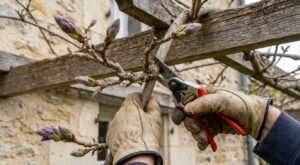 Glycine sans fleurs : ce geste de taille à faire fin mars change tout pour une floraison spectaculaire