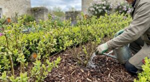 Haie fruitière : ce geste choc à la plantation que la plupart des jardiniers oublient et qui peut décupler vos récoltes