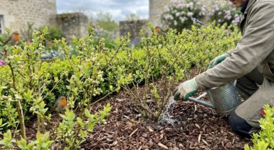 Haie fruitière : ce geste choc à la plantation que la plupart des jardiniers oublient et qui peut décupler vos récoltes