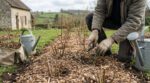 Haie fruitière : ce geste crève-cœur à faire le jour de la plantation pour crouler sous les fruits dès l’an prochain