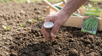Haricots verts : ce seuil de température du sol à respecter absolument, sinon vos semis pourriront au printemps